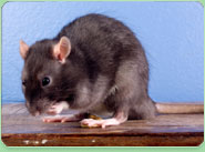 rat control Wallington