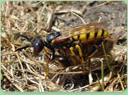 wasp control Wallington