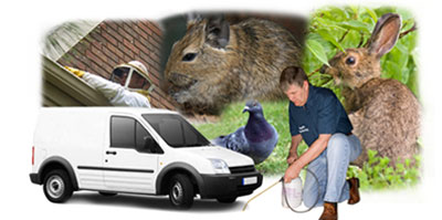 Wallington local van